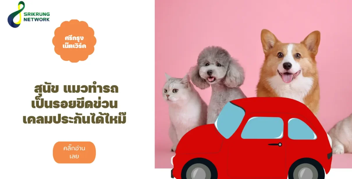 สุนัข แมวทำรถเป็นรอยขีดข่วน เคลมประกันได้ไหม๊