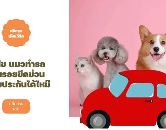 สุนัข แมวทำรถเป็นรอยขีดข่วน เคลมประกันได้ไหม๊